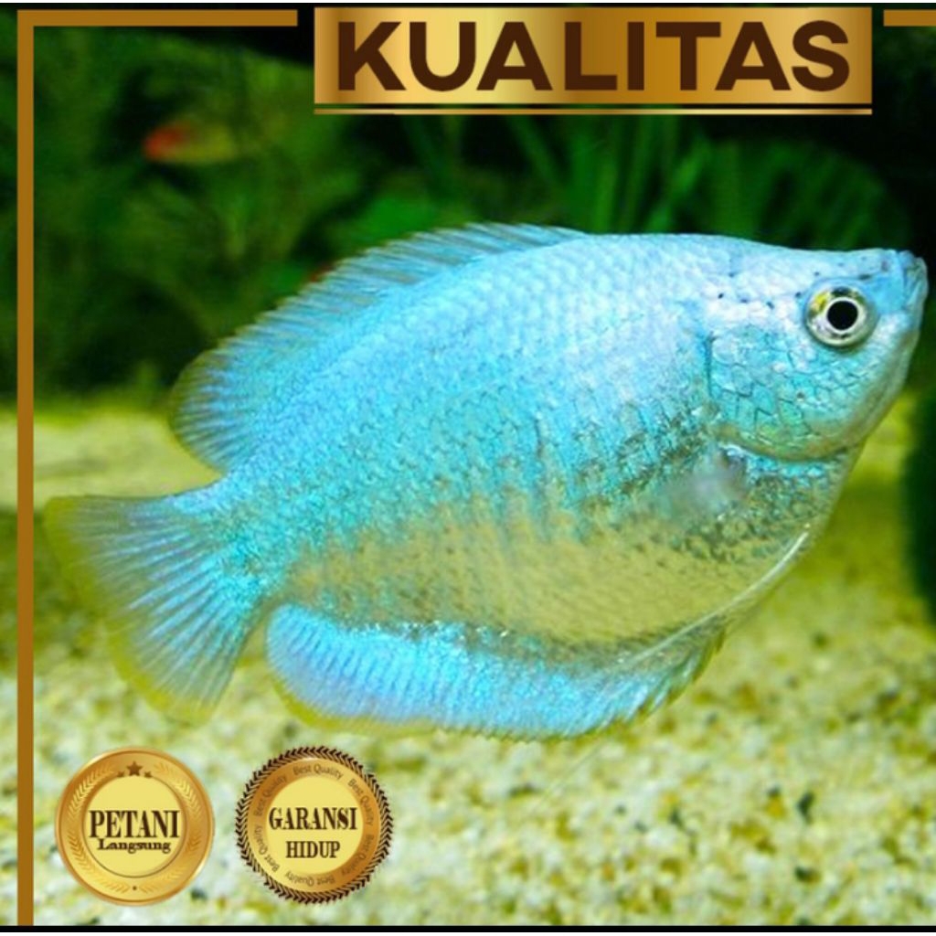 Sepat Neon Blue Gourami Ikan Hias