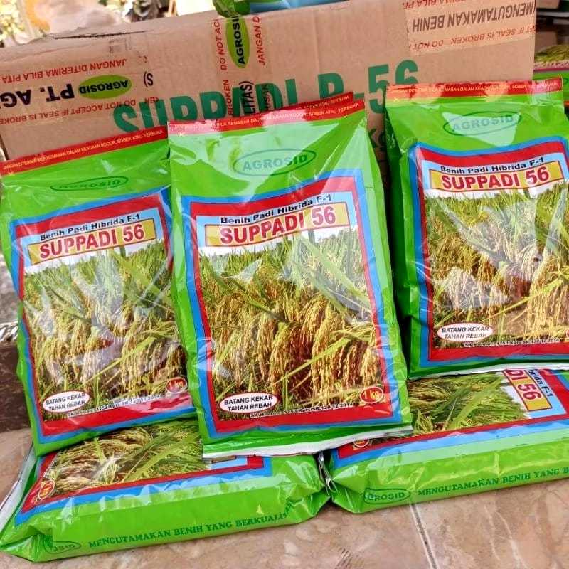 Bibit Padi Suppadi 56 Premium | Benih Padi Pilihan Petani, Tahan Penyakit