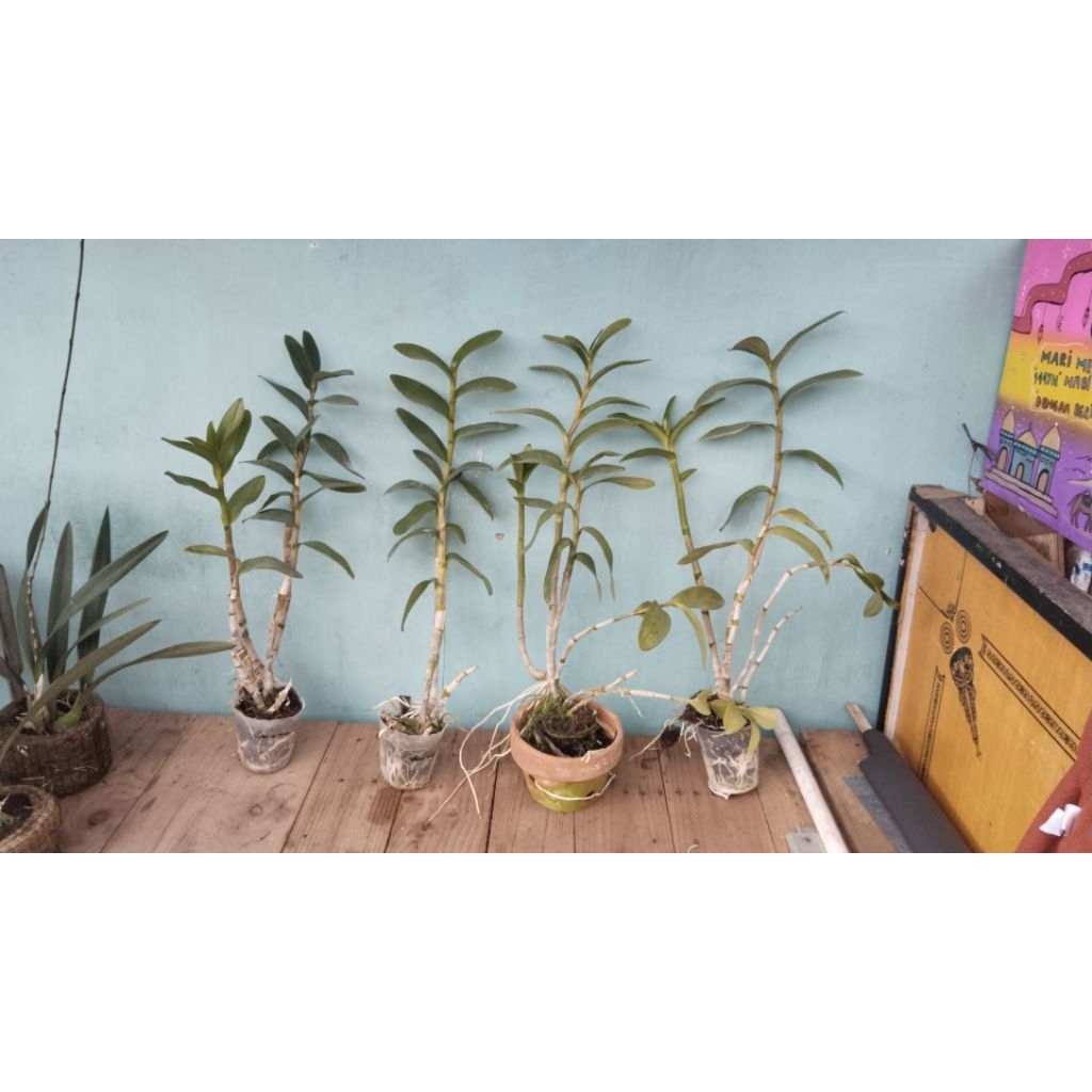 anggrek dendro dewasa