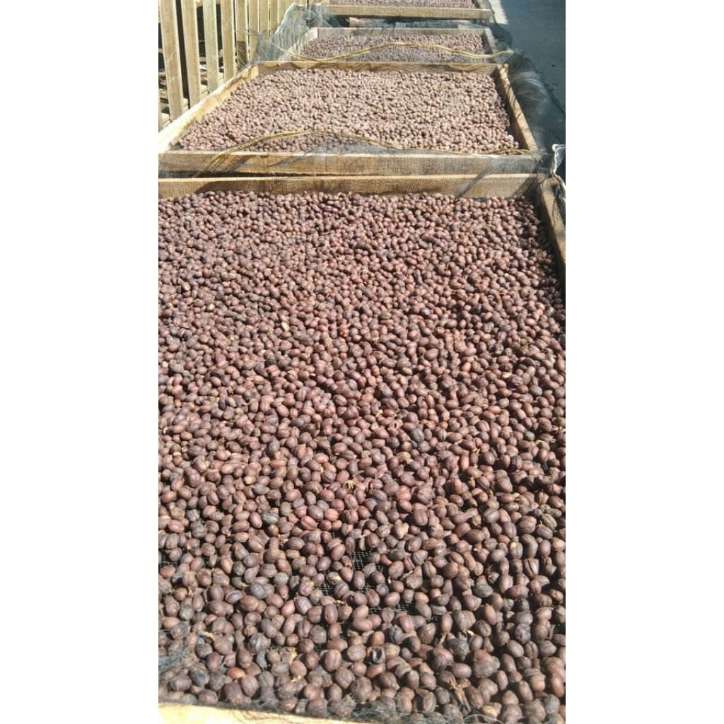 green Bean natural arabica