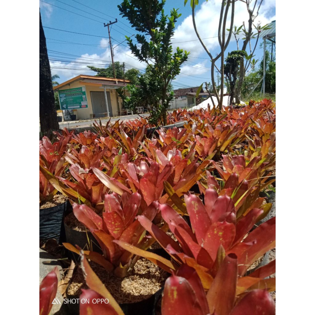 bromelia diva/mawar