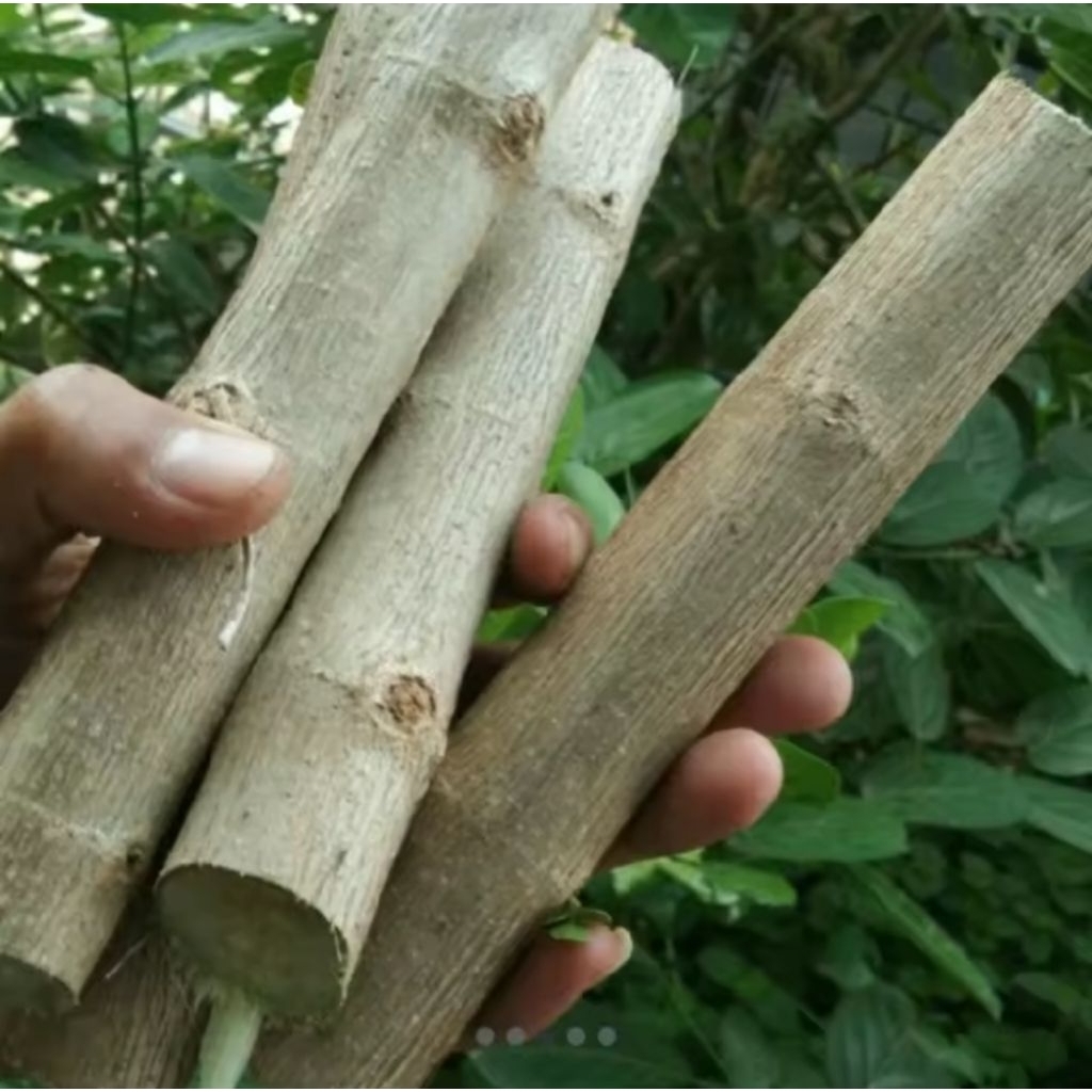 stek sancang batang berbagai ukuran bisa request besar kecil berat 1 kg panjang  max 50 cm fresh keb