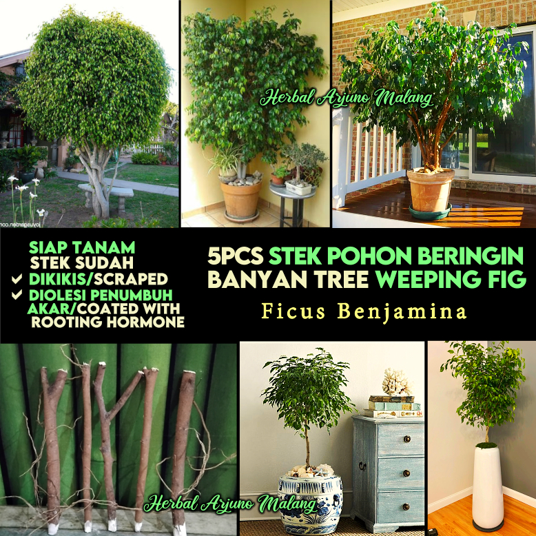 Beringin Ringin 5pcs Stek Batang Pohon Tanaman Peneduh Toga Waringin Caringin Ara Menangis Benjamin’