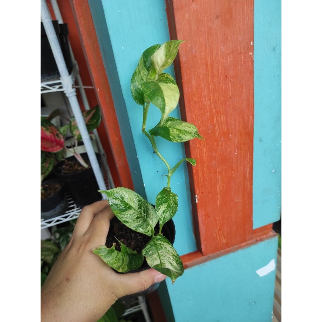 tanaman hias variegata raphidopora perula variegata