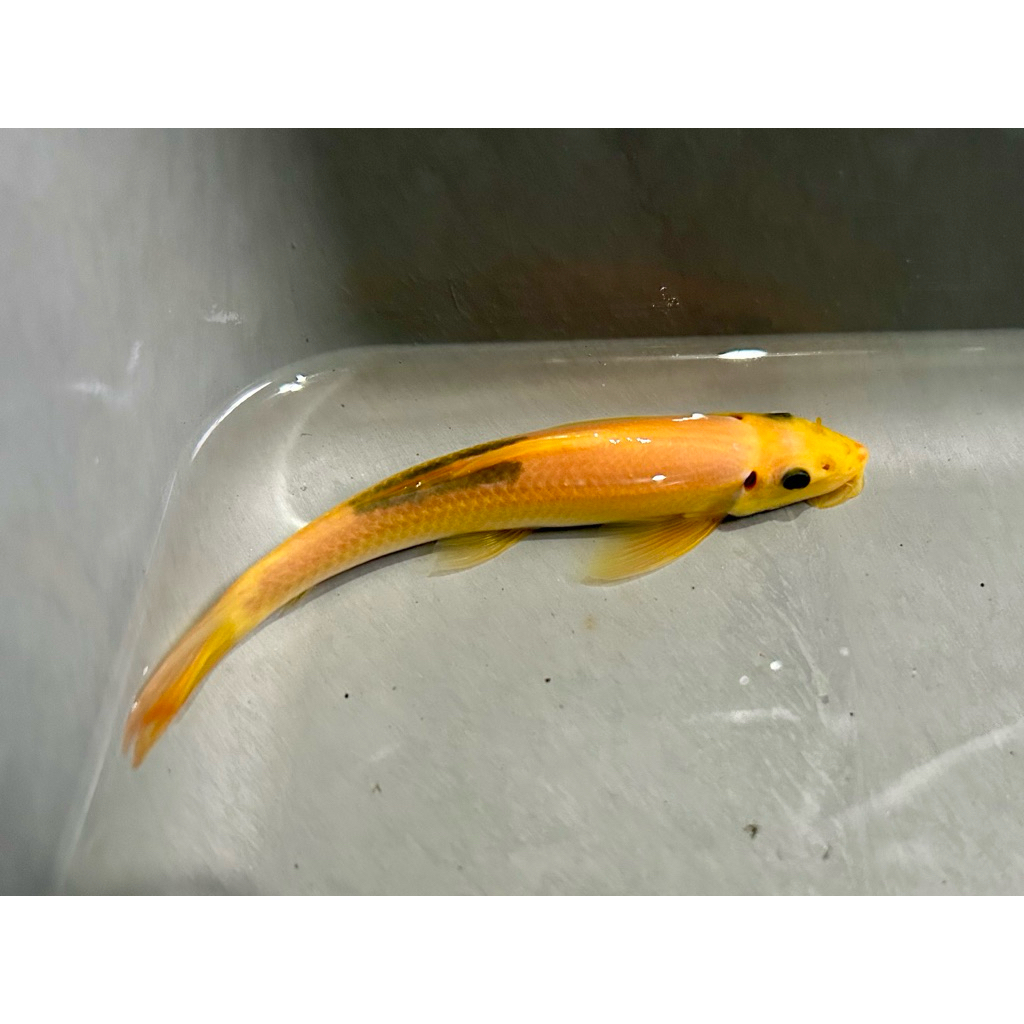 Chinese Algae Eater | CAE Big Size