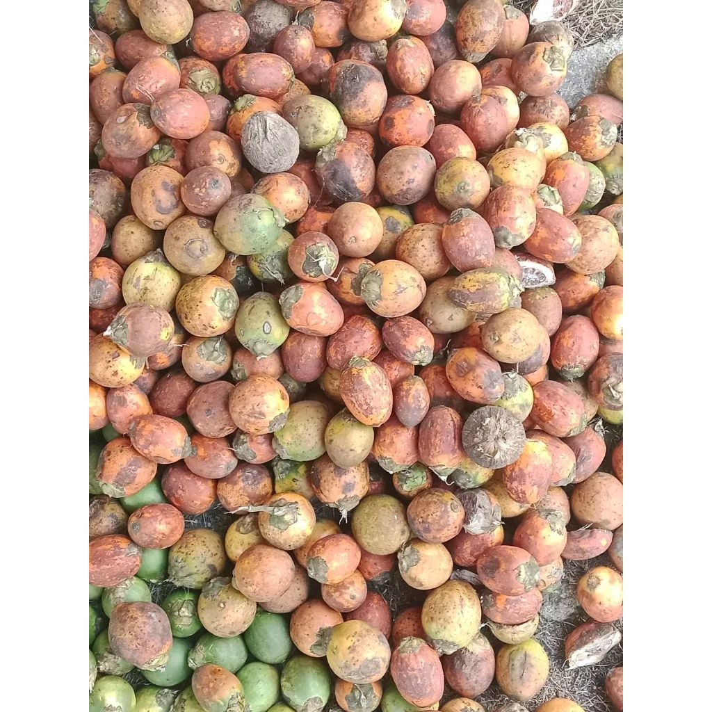 Buah pinang / pinang