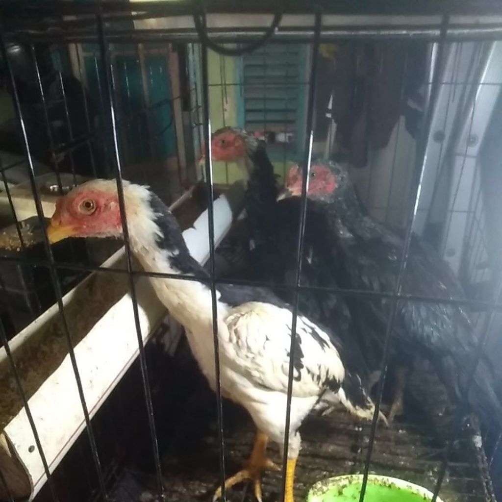 anak AYAM BANGKOK ORI ( Jantan ya )