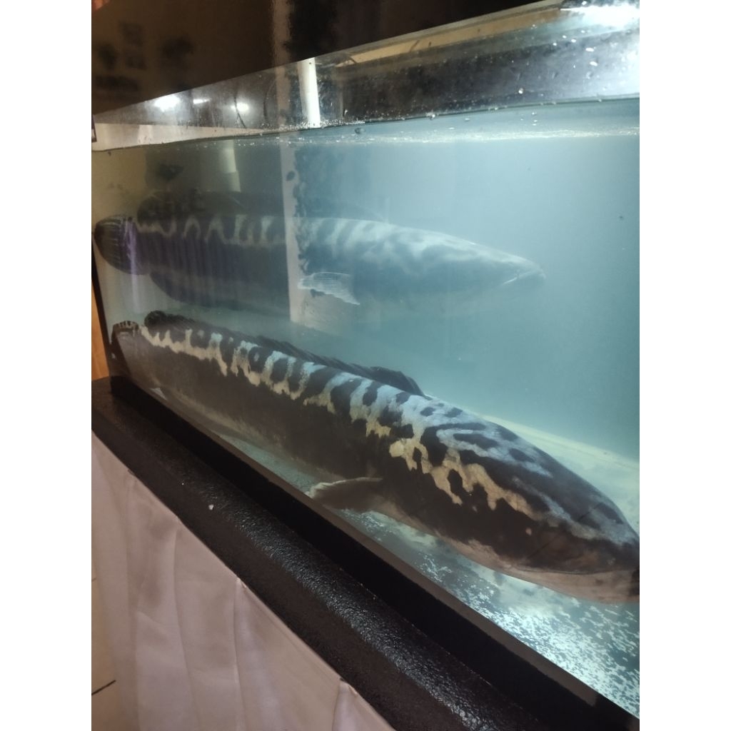 Hiasan Aquarium Toman Size 80cm jumbo grade A