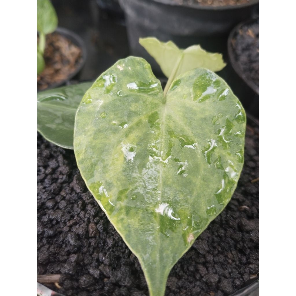 anthurium clarinervium varigata ekonomis