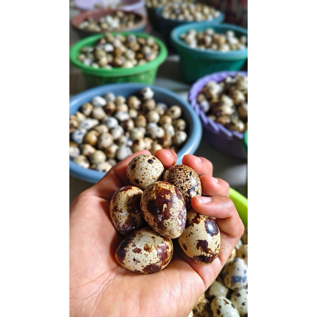 dewa puyuh PEKALONGAN telur puyuh fressh langsung dari kandang