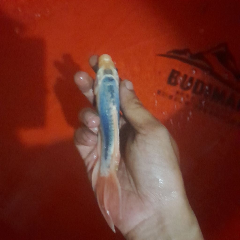 Ikan Koi Slayer metalic 15-17 cm