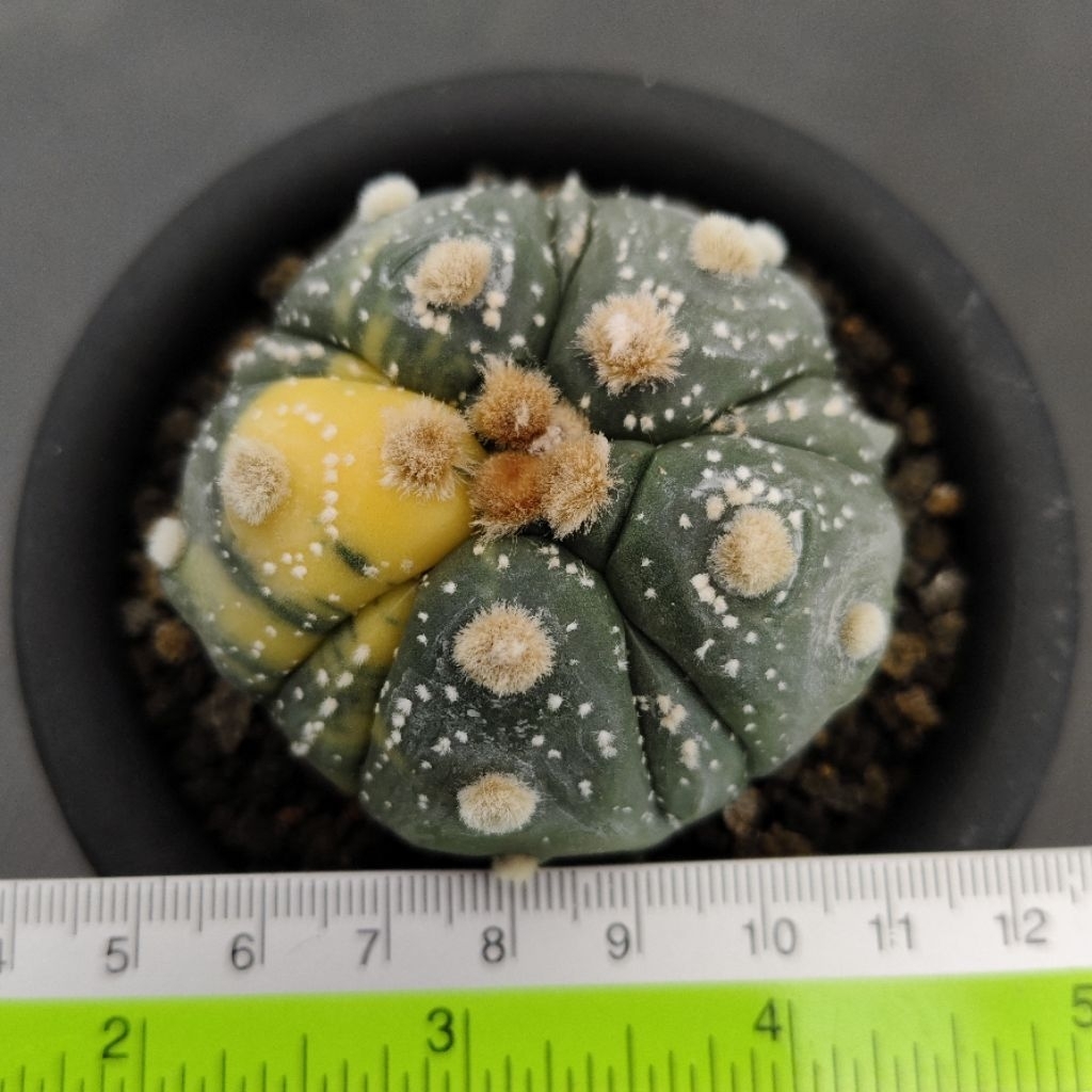 Astrophytum asterias 5 ribs fukuryu variegata