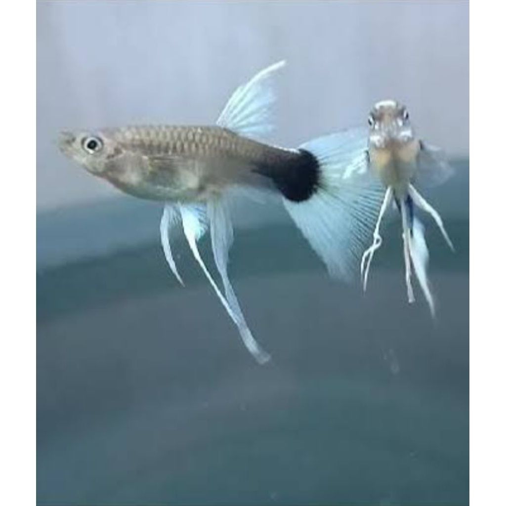 (Hiasan Aquarium)Guppy Hb white/Pastel Ribbon dan Normal