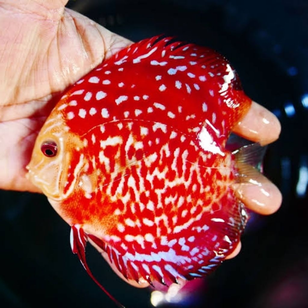 Pembersih Aquarium Discus Red Raflesia
