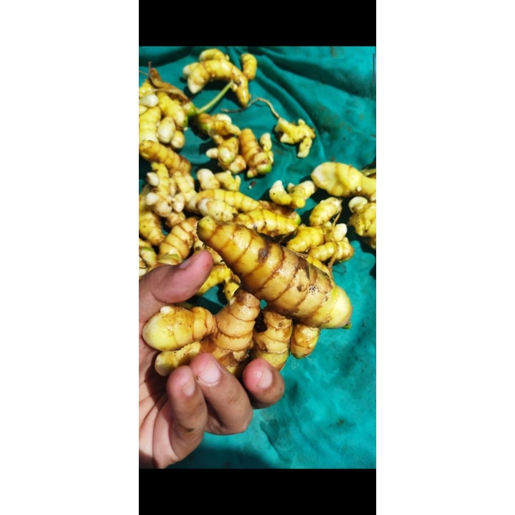 250 GRAM KUNYIT PUTIH SEGAR/KUNYIT PUTIH SEGAR