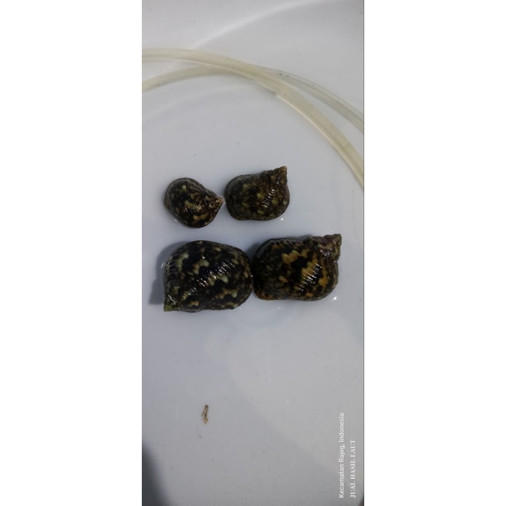 KEONG LAUT/ KEONG TURBO PEMBERSIH LUMUT ALGAE
