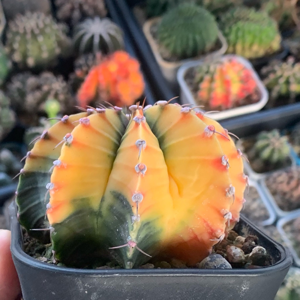 lv7 Gymnocalycium Lb var Varigata Kaktus Gymno miha Var pink Tanaman hias hidup gurun hadiah gift ho