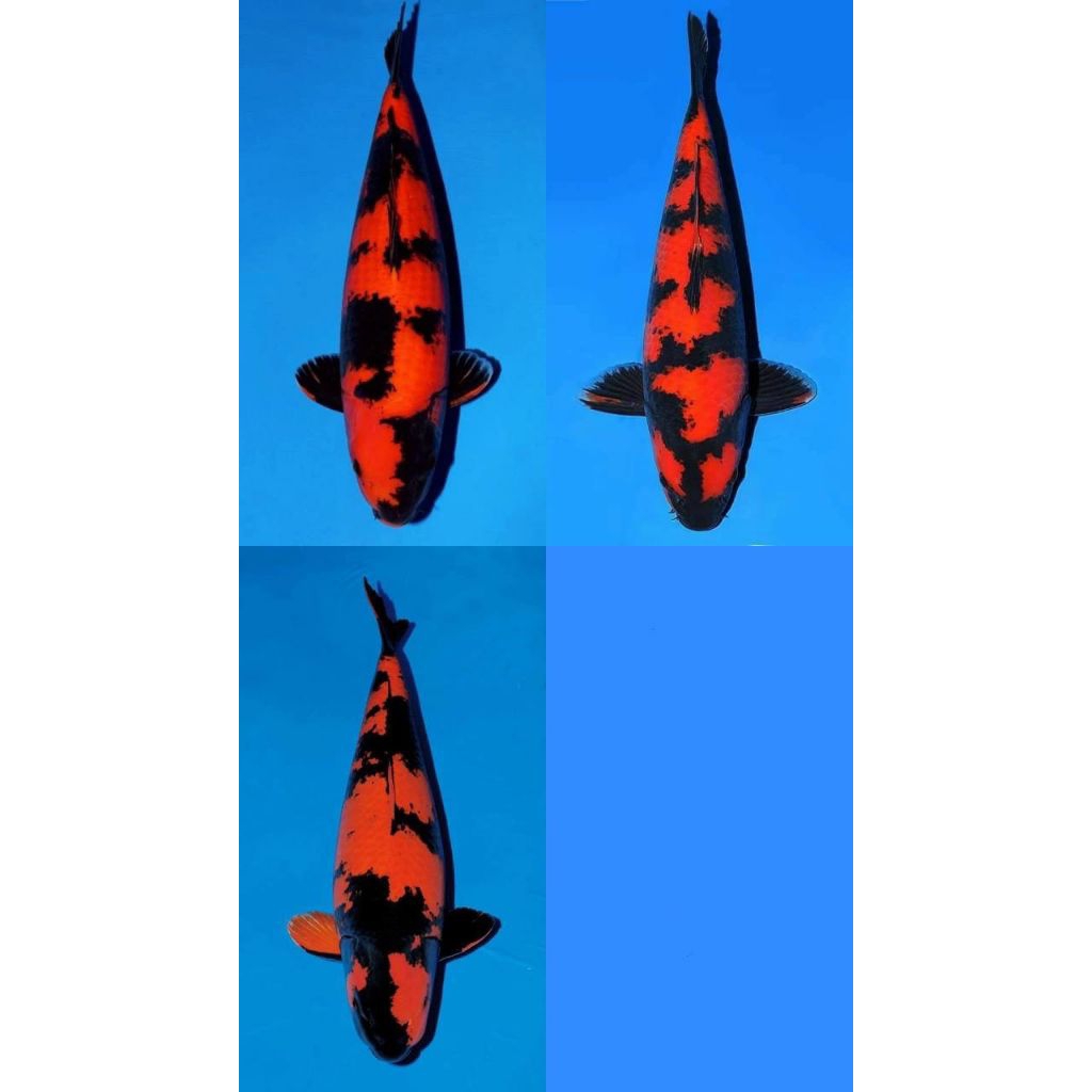 Ready koi warna size 8-12cm super cantik blitar grade A BERQUALITY