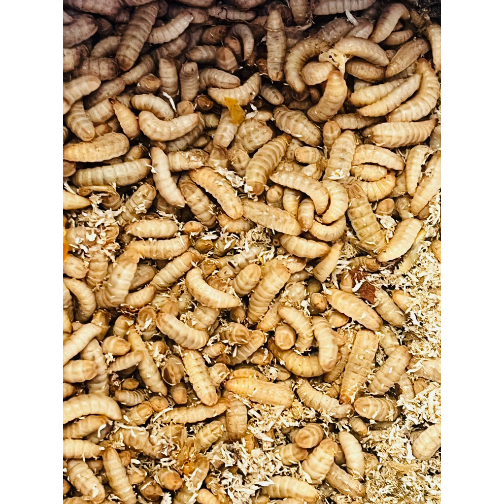 Maggot Magot BSF Hidup Fresh 1 Kg Umpan Pancing, Pakan Ikan, Burung, Reptil dll.
