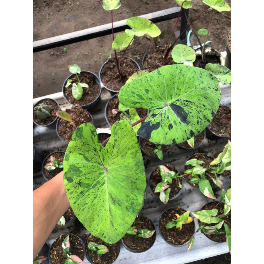Tanaman Sente Mojito Lompong Mojito