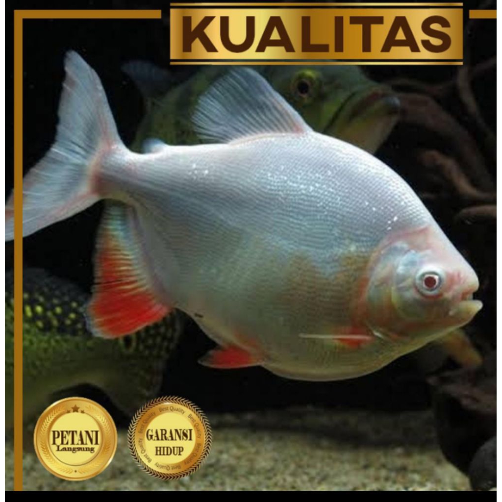 Red Pacu Albino Ikan Hias Predator Hiasan