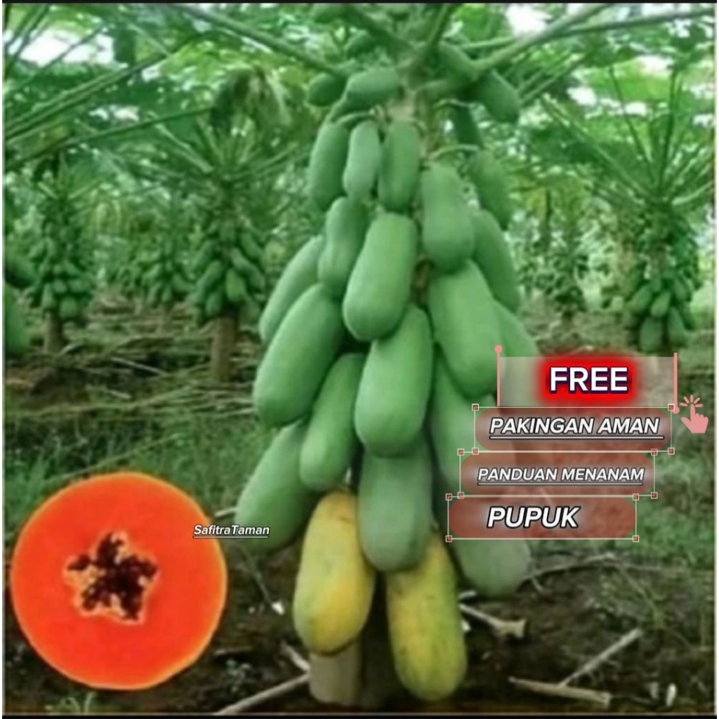 Pohon Pepaya California | Bibit Pepaya California Madu