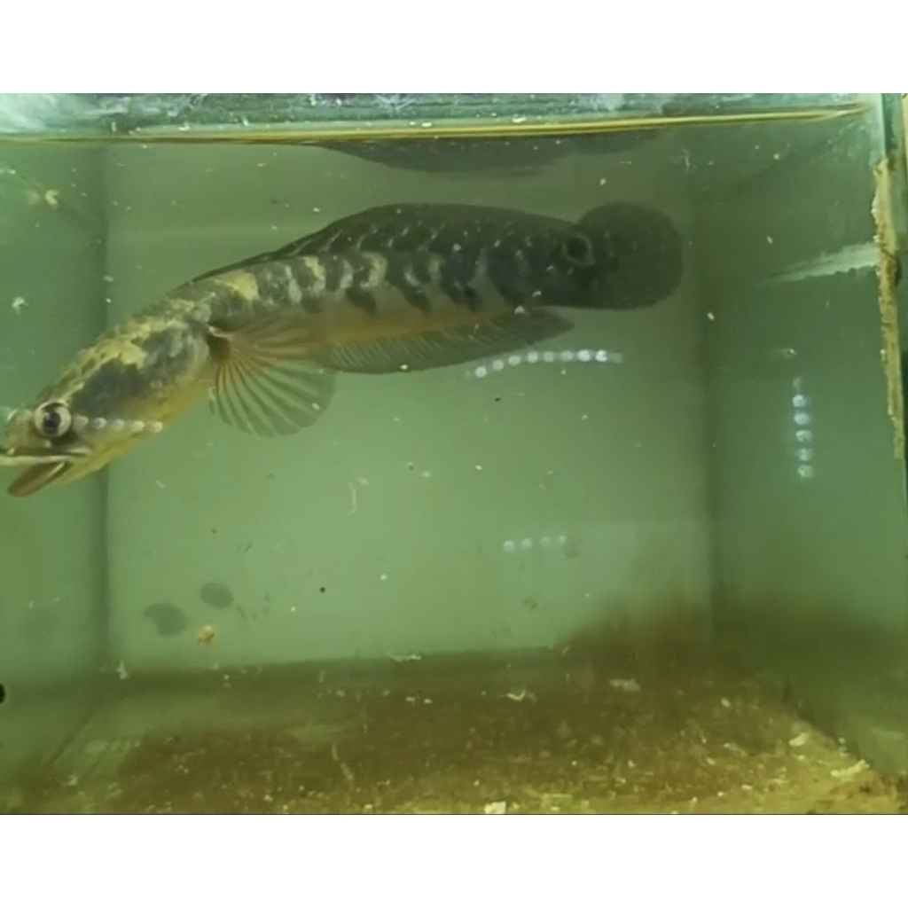 Ikan Channa Yellow Sentarum Asli Kualitas Terbaik