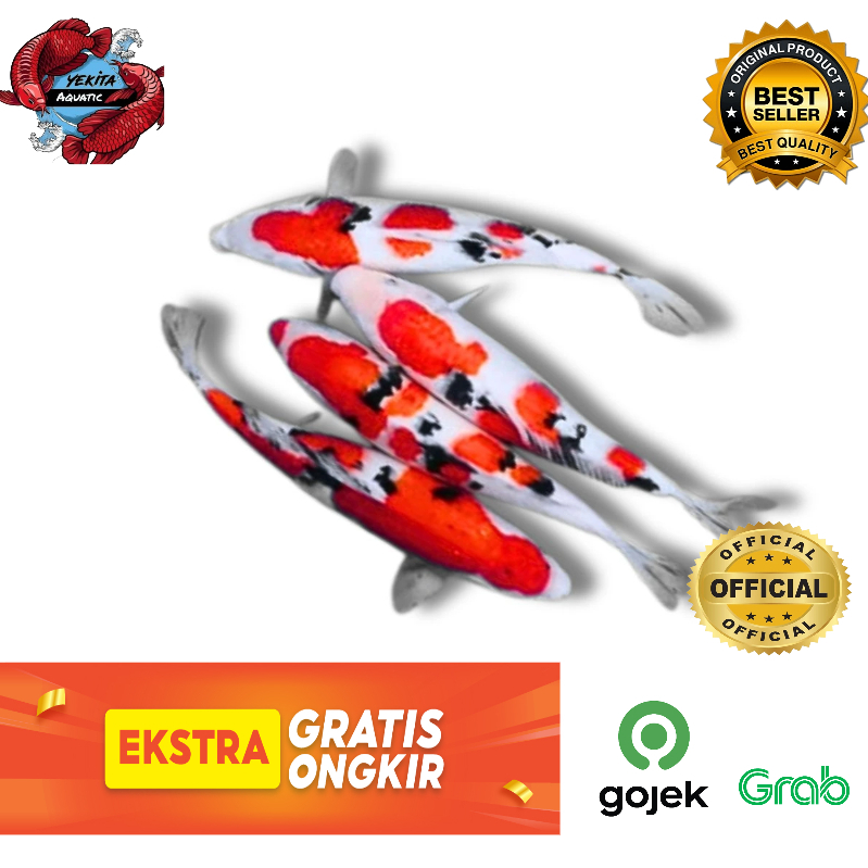 KOI Blitar Grade A