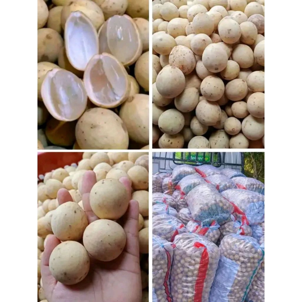 BUAH DUKU LAMPUNG FRESS 1KG