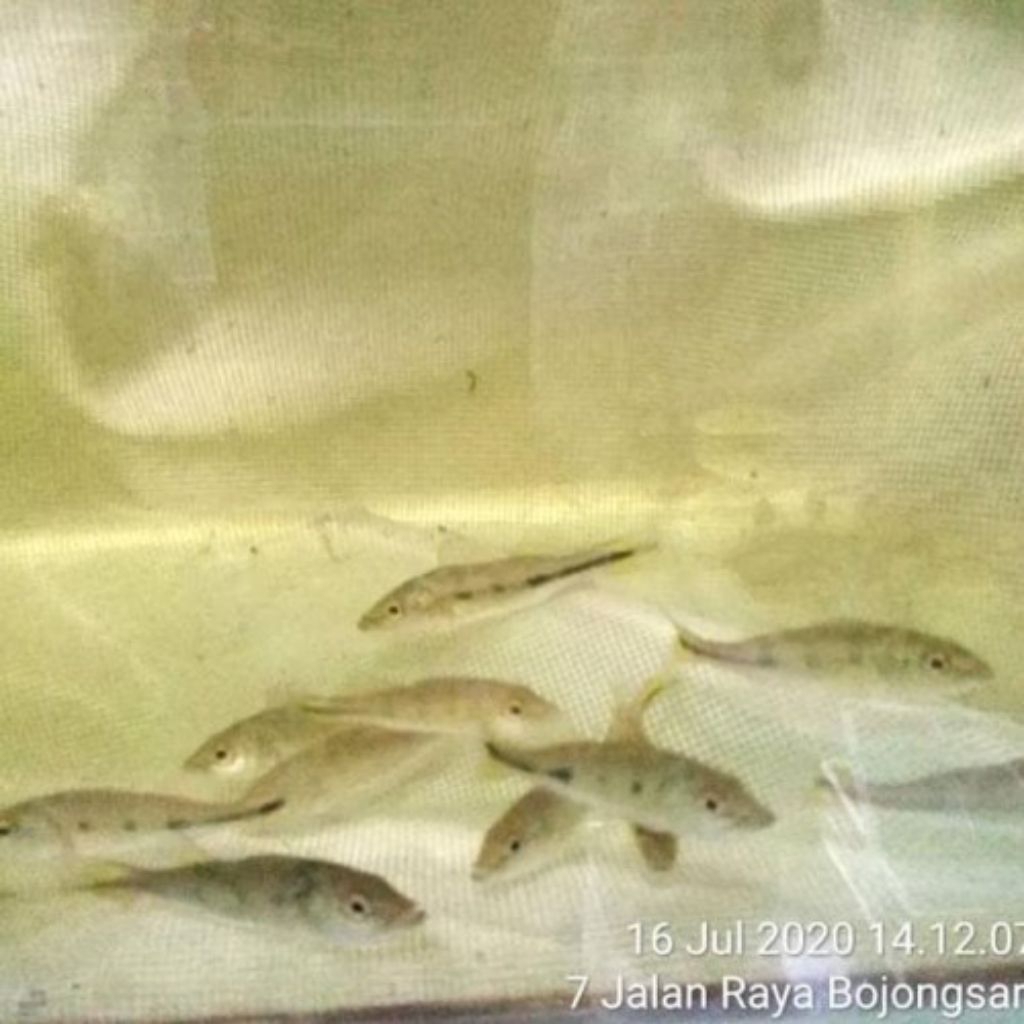 kebutuhan hiasan pbass mono pbas mono