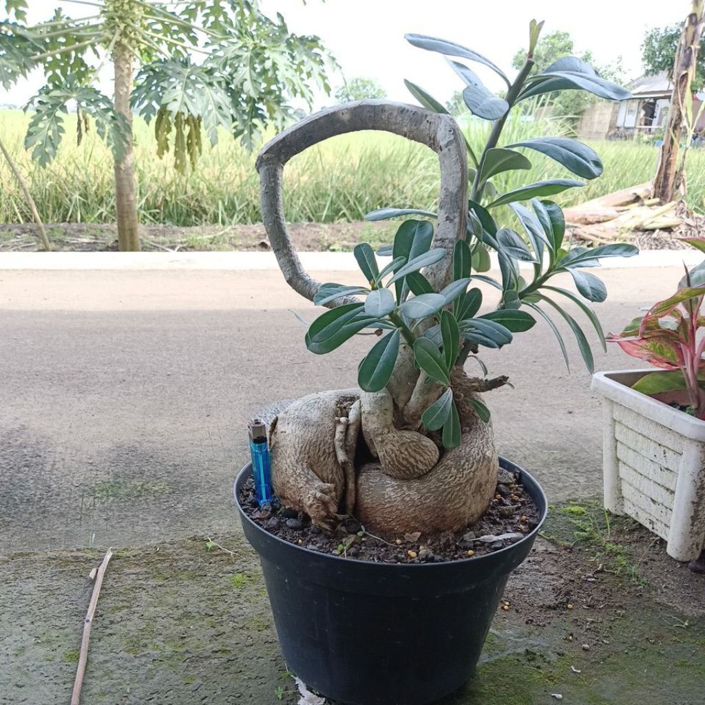 kamboja bonsai jadi .. bonsai rumahan