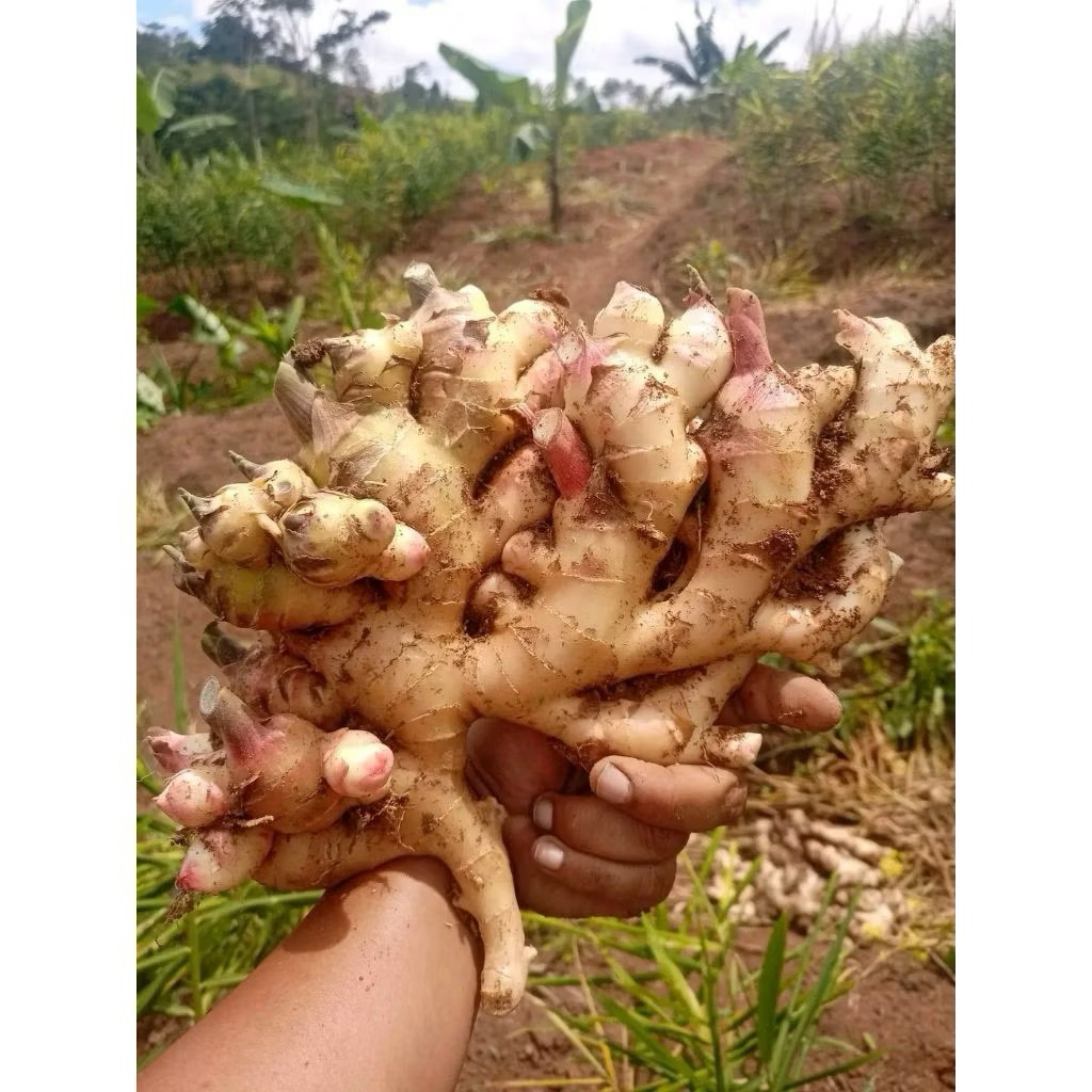 Jahe Gajah Segar 1kg Jahe gajah super 1kg jahe gajah fresh 1kg- Super Segar, Tua, Kualitas Terbaikej