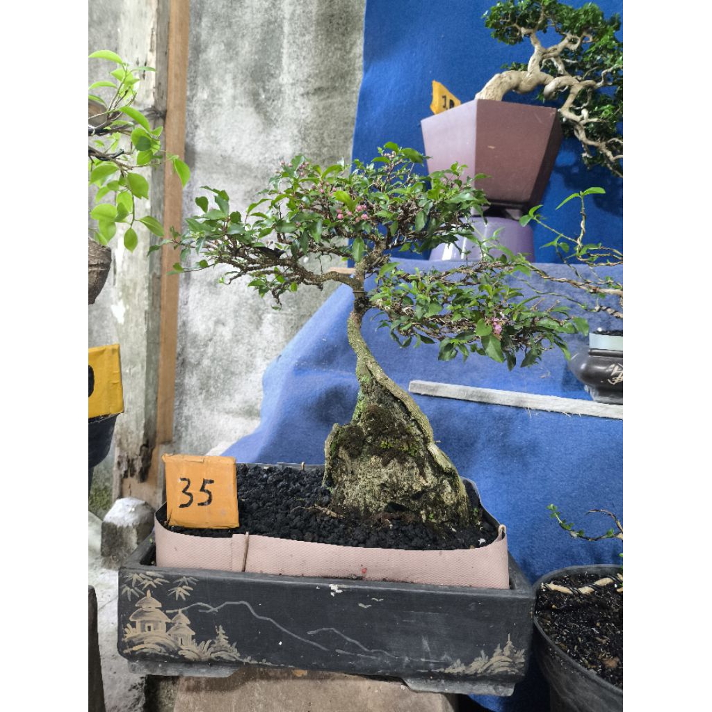 bonsai sakura mikro