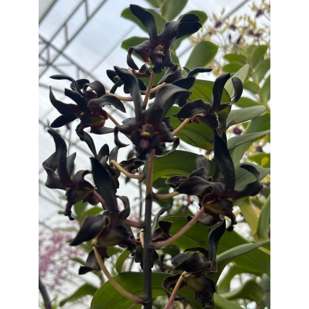 Seedling Anggrek Dendrobium Keriting Black Papua