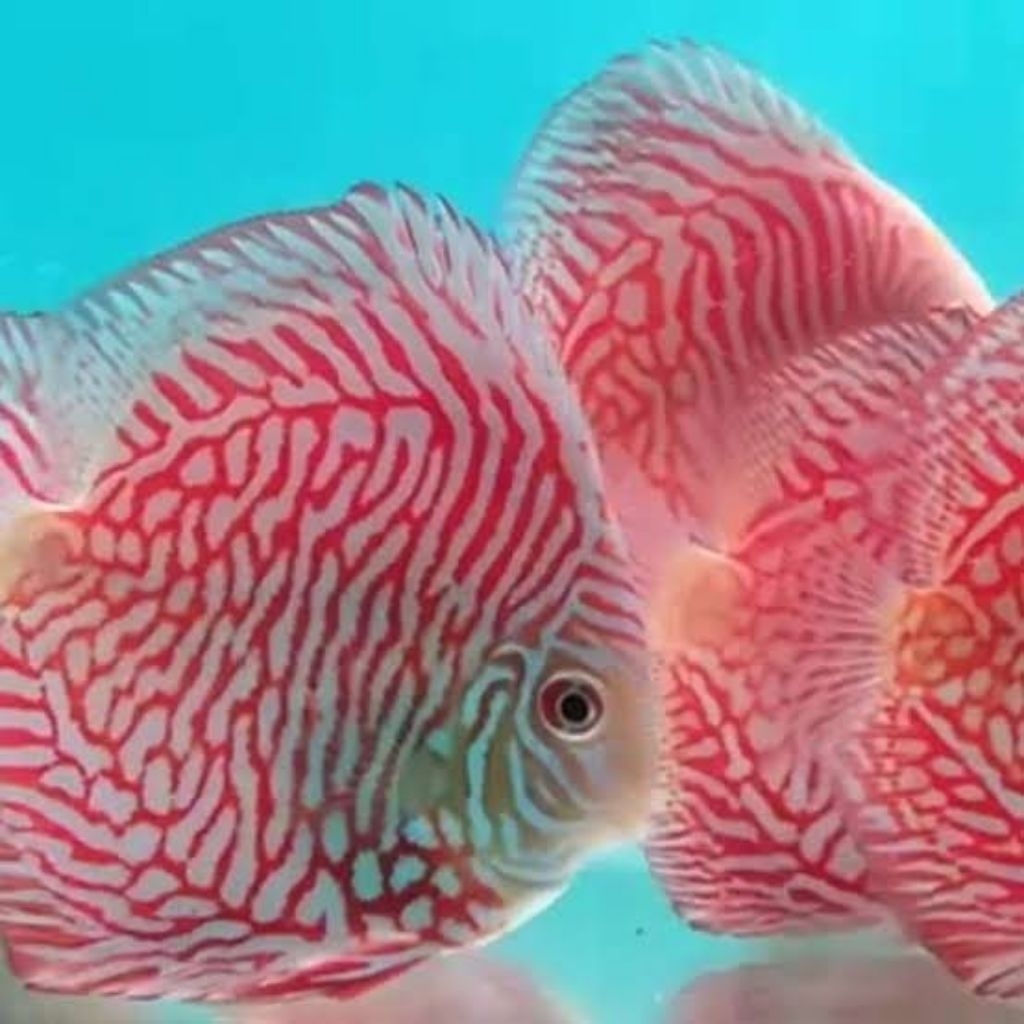 TERLARIS  Discus White Tiger