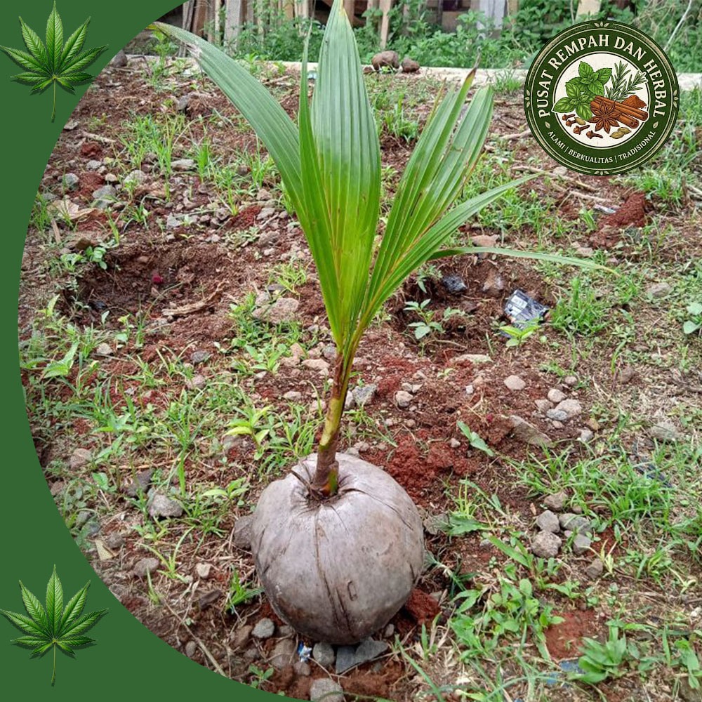 Bibit Kelapa Kopyor Genjah Hibrida Unggul Asli Pati