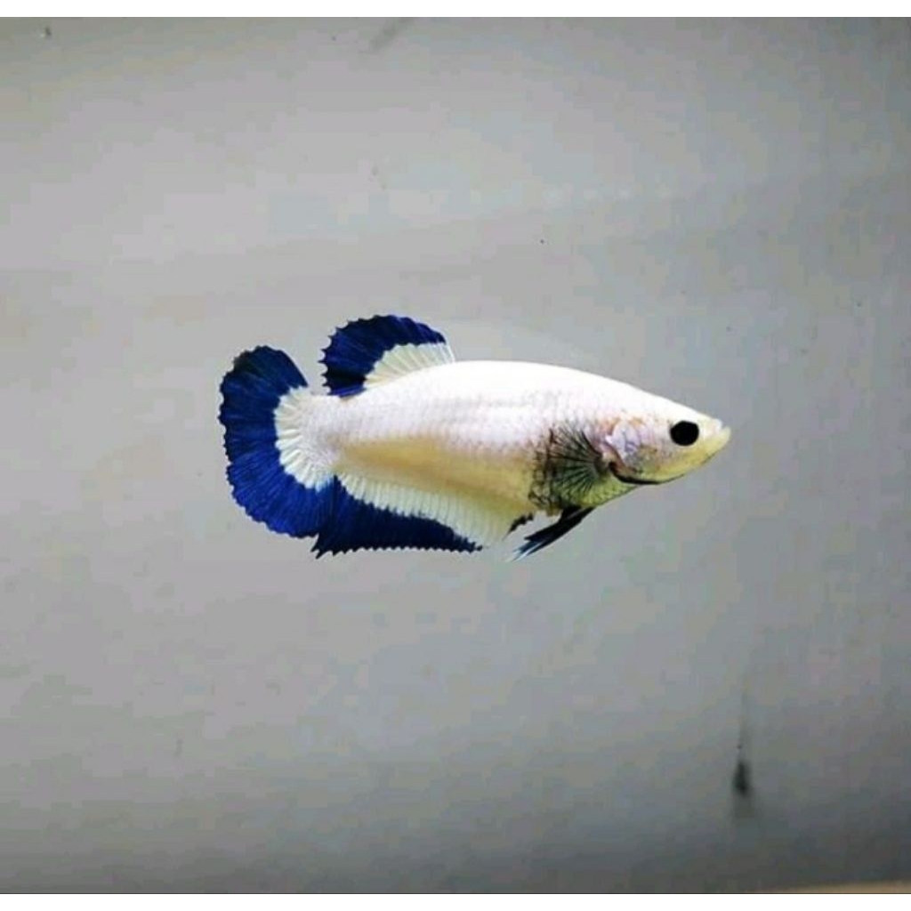 Cupang Betina/female blue rim full egg