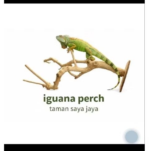 Batang kayu kopi untuk tangeran hewan iguana
