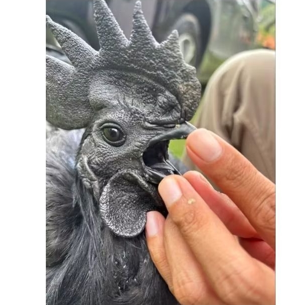 Telur Ayam Hias Cemani Lidah Hitam