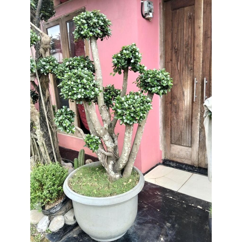 Bonsai Dolar Korea mikro ,Bonsai dolar Korea mikro daun mangkok elegan tanaman bonsai taman dolar Ko
