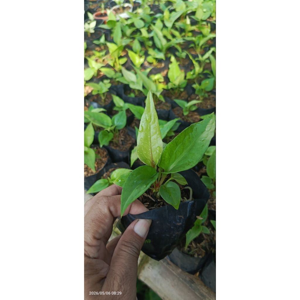 anthurium obor merah
