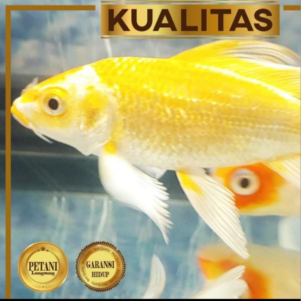 Paket Koloni (isi 10) Baby Koi Golden Slayer