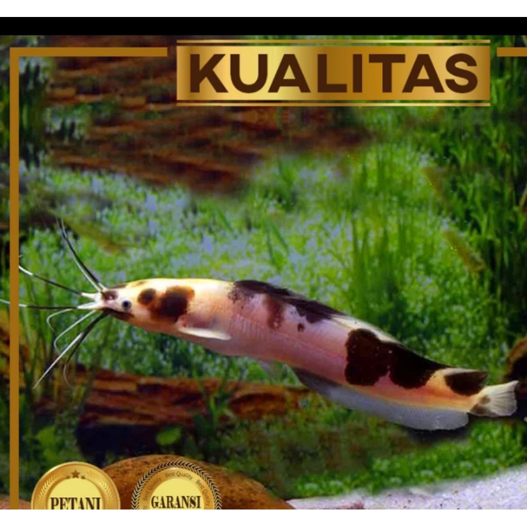 Lele Sapi Belang (L) Clarias Catfish Ikan