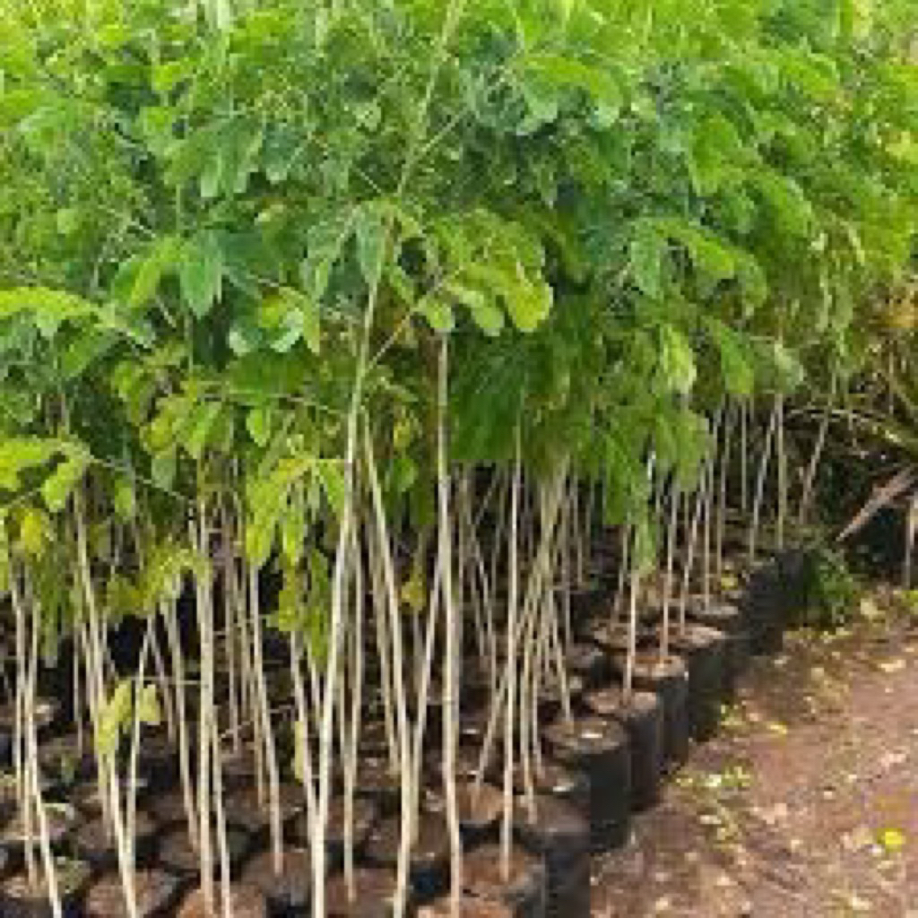 Bibit Trembesi