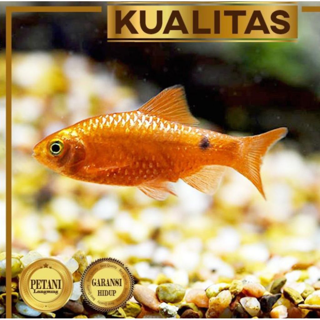 Rosy Barb / Barbir Ikan Hias Aquascape