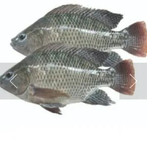 Ikan Mujair segar/ masih hidup 500g