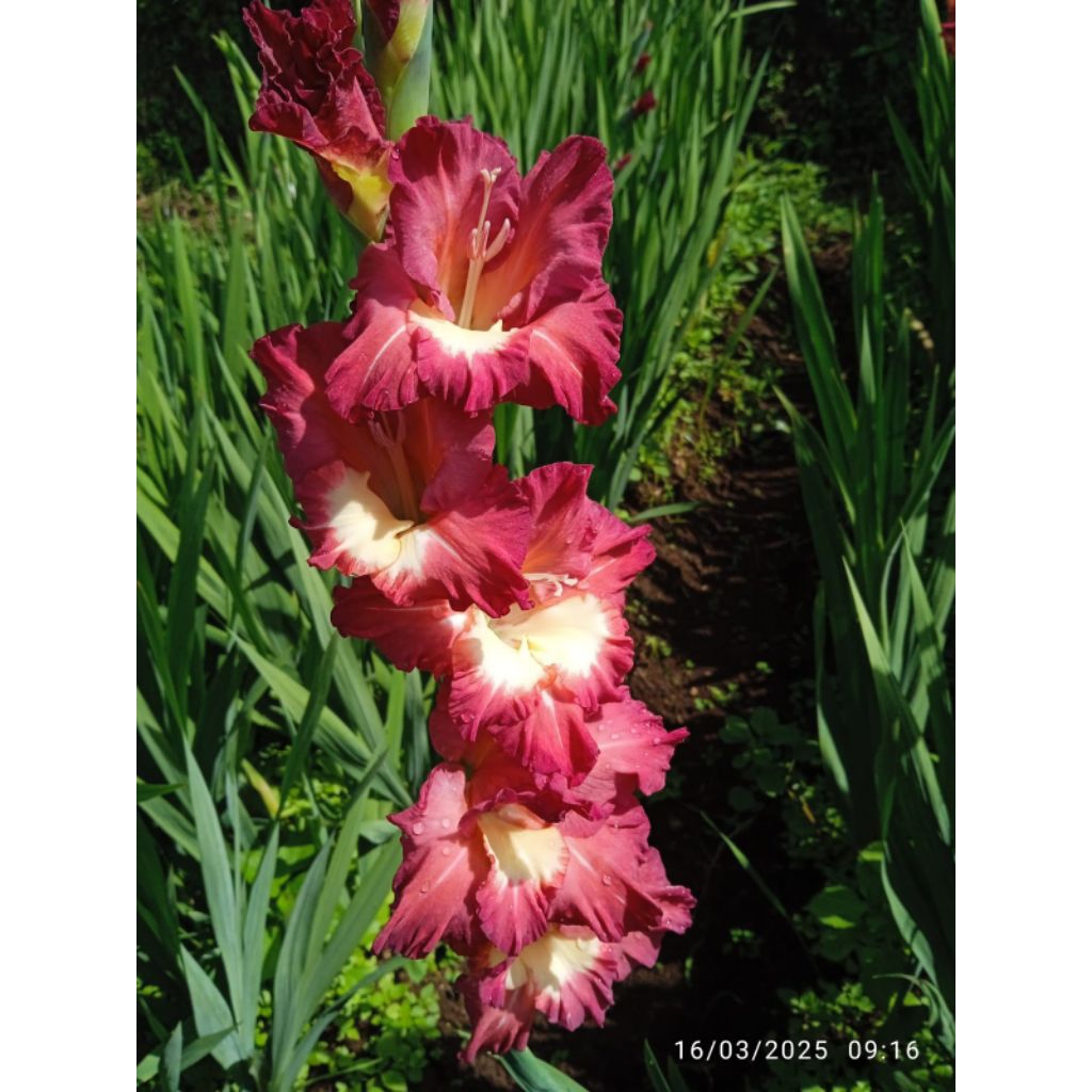 umbi bunga gladiol