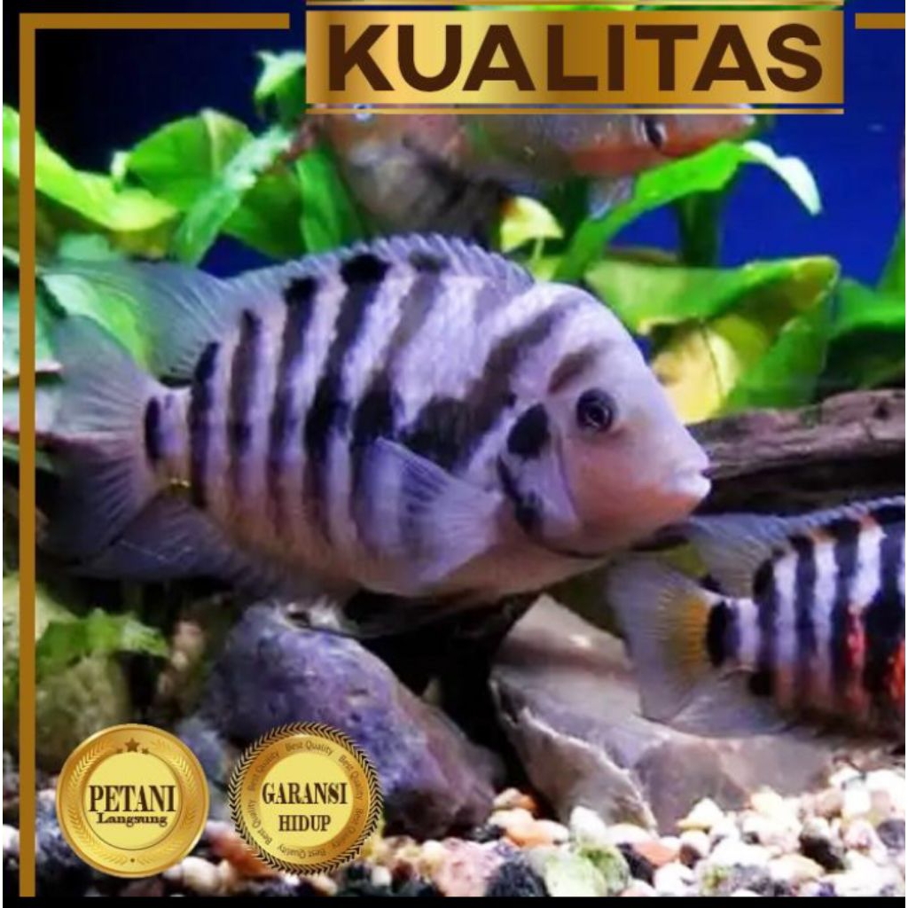 Purple Convict Cichlid Ikan Hias Aquascape