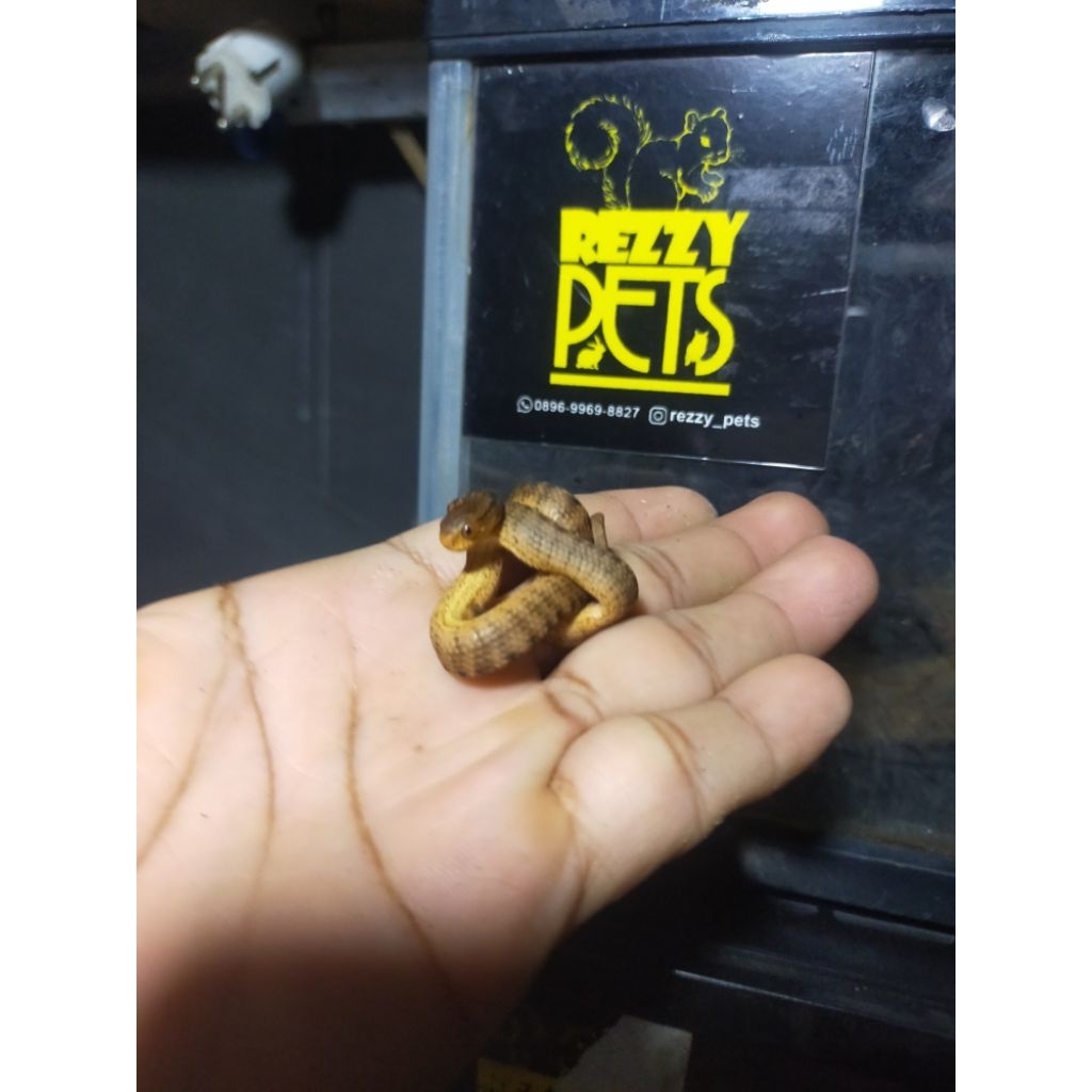 bayi ular siput