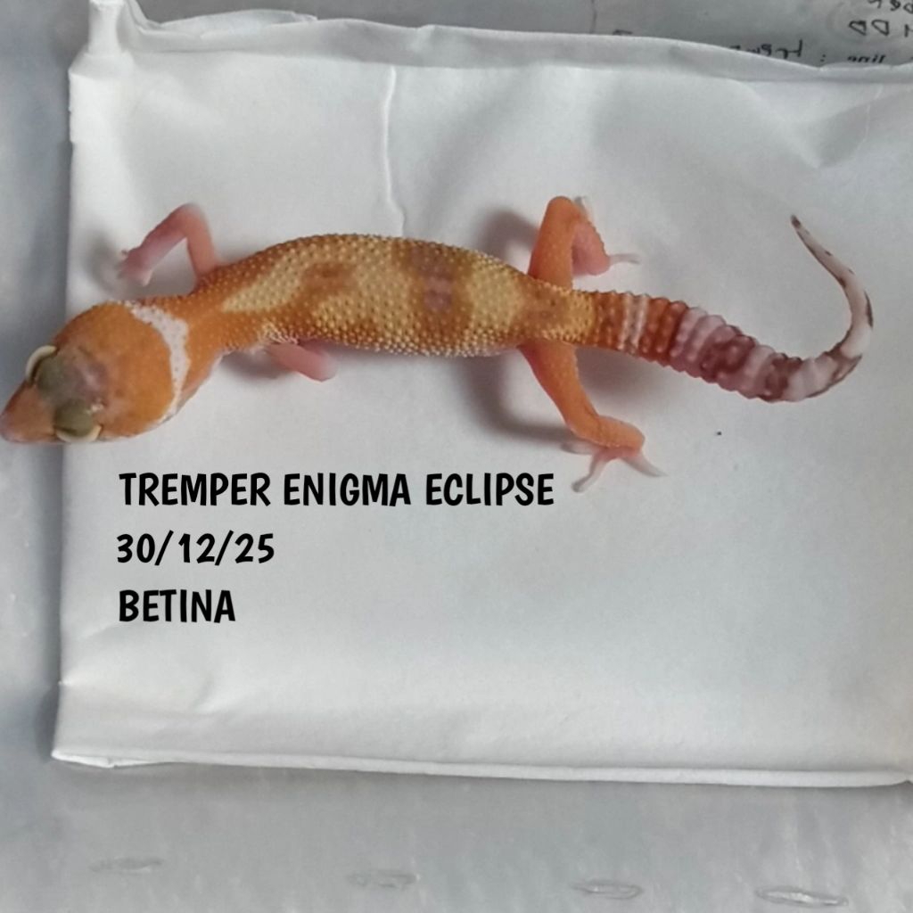 GECKO LEOPARD TREMPER ENIGMA ECLIPSE JUVE